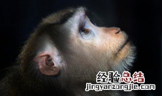 猴子建筑师告诉我们一个什么道理? 猴子建筑师告诉我们一个什么道理呢