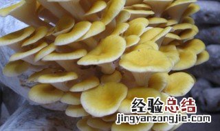 黄金菇怎么做 黄金菇怎么做好吃