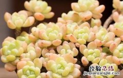 罗琦多肉繁殖 多肉罗琦的养殖方法