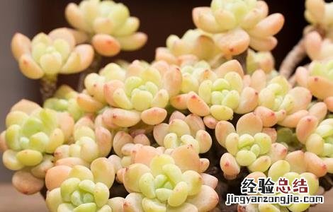 罗琦多肉繁殖 多肉罗琦的养殖方法