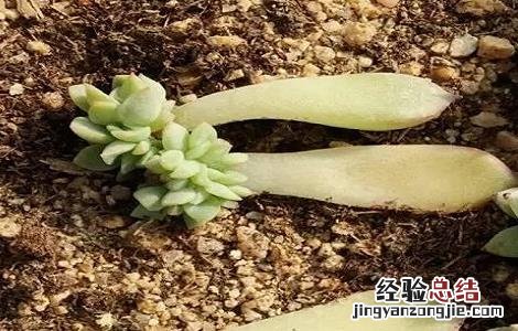 罗琦多肉繁殖 多肉罗琦的养殖方法