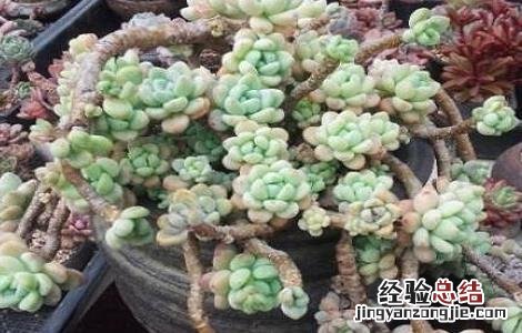 罗琦多肉繁殖 多肉罗琦的养殖方法