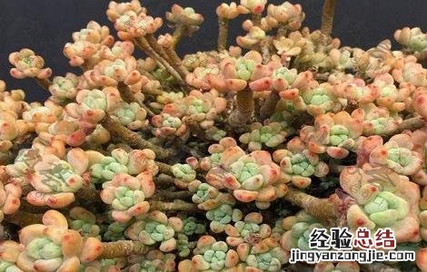 罗琦多肉繁殖 多肉罗琦的养殖方法