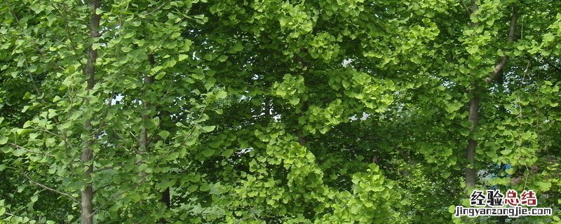 银杏树啥时候开花多长时间结果 银杏树开花结果时间