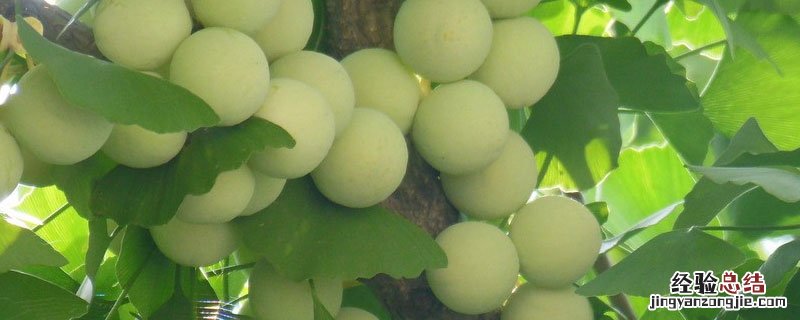 银杏树结的果子可以直接吃吗 银杏树结的白果能吃吗