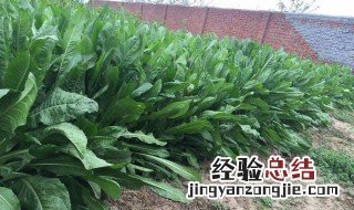 菊苣的营养价值 菊苣的营养价值价钱及功效