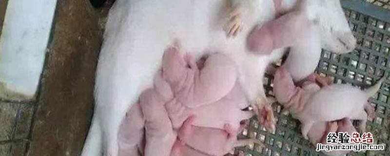 专注繁殖是什么意思 个体繁殖是什么意思