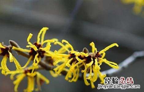 金缕梅的功效与作用 金缕梅的功效与作用对皮肤的作用