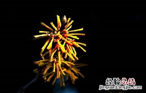 金缕梅的功效与作用 金缕梅的功效与作用对皮肤的作用