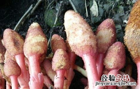 回春草的功效与作用 回春草的功效与作用及食用方法