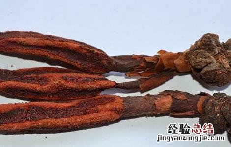 回春草的功效与作用 回春草的功效与作用及食用方法