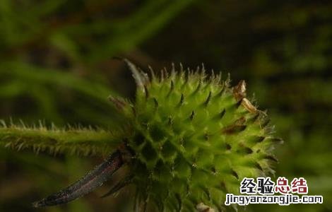 川续断的功效与作用及用量 川续断的功效与作用