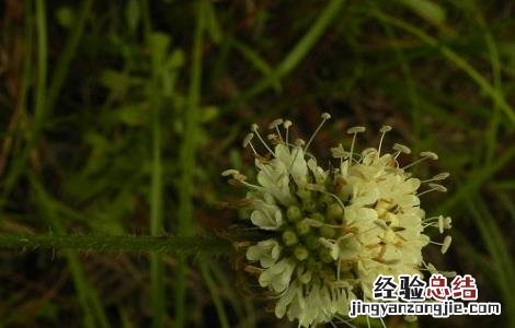 川续断的功效与作用及用量 川续断的功效与作用