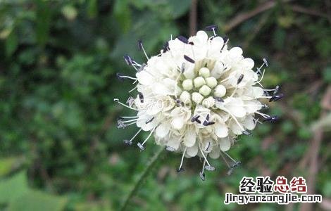 川续断的功效与作用及用量 川续断的功效与作用