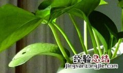 绿萝的气根可以剪掉吗视频 绿萝的气根可以剪掉吗