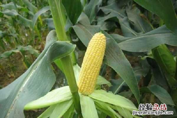 为什么种玉米要剪叶,原因有哪些呢 为什么种玉米要剪叶,原因有哪些