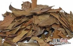 石楠叶的功效及作用及禁忌 石楠叶的功效与作用点
