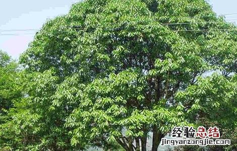 石楠叶的功效及作用及禁忌 石楠叶的功效与作用点