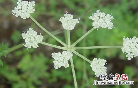 明党参的功效和作用及禁忌 党参的功效与作用及食用方法禁忌介绍!