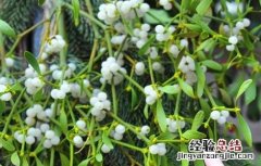 槲寄生的功效与作用及禁忌和副作用 槲寄生的功效与作用及禁忌