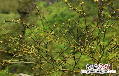 槲寄生的功效与作用及禁忌和副作用 槲寄生的功效与作用及禁忌