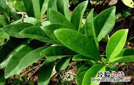 丁公藤的功效和作用及禁忌症 丁公藤的功效和作用及禁忌