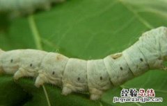 蚕沙的功效和作用及禁忌 蚕沙的功效和作用及禁忌是什么