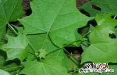 八角枫的功效和作用及禁忌 八角枫的功效和作用及禁忌