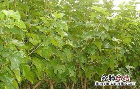 桑叶茶对治疗感冒有妙用及疗效吗 桑叶茶对治疗感冒有妙用及疗效
