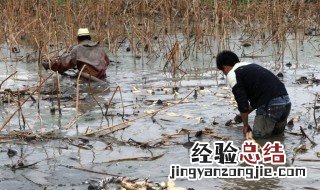 如何捕捉蚂蟥 三种方法推荐给大家