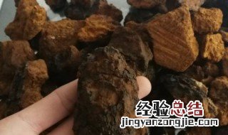桦树茸不能和什么一起吃 桦树茸不可与哪些一起吃
