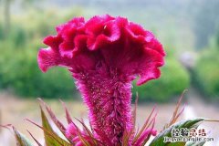 鸡冠花长什么样，不同颜色鸡冠花图片大全