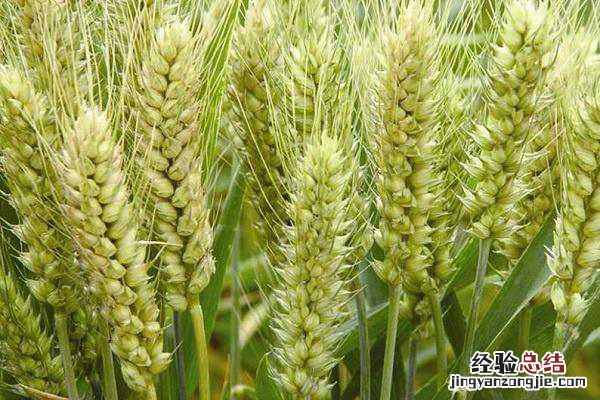 小麦黑穗病防治方法,施什么药效果好