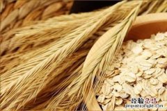 莜麦大麦燕麦的区别 燕麦和莜麦一样吗，两者有什么区别