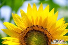 向日葵种子需要去外壳种植吗视频 向日葵种子需要去外壳种植吗