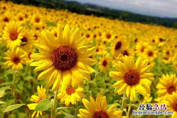 向日葵种子需要去外壳种植吗视频 向日葵种子需要去外壳种植吗