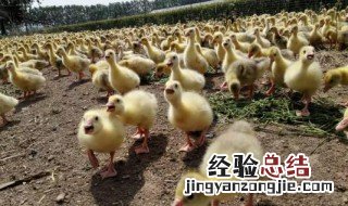鹅苗温度多少适合 鹅苗温度多少适合喂食