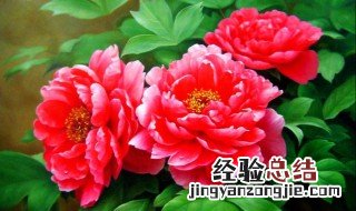 牡丹种子多久发芽 牡丹种子种下后什么时候发芽