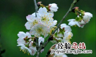 樱桃花什么时候开 了解一下