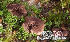 黑虎掌菌的功效与作用 黑虎掌菌的功效与作用介绍