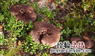 黑虎掌菌的功效与作用 黑虎掌菌的功效与作用介绍