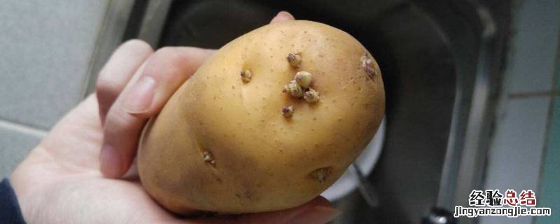 发芽的土豆怎样处理好 发芽的土豆怎样处理