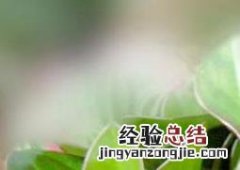 豆瓣绿的养殖方法和注意事项四季海棠 豆瓣绿的养殖方法