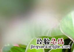 豆瓣绿的养殖方法和注意事项四季海棠 豆瓣绿的养殖方法
