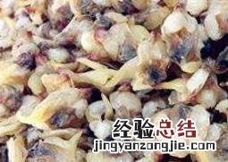 玉螺怎么处理干净 玉螺怎么处理干净视频