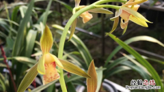 兰花种植收益及成本 兰花种植效益如何