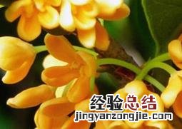 盆栽四季桂花的养殖方法和注意事项 四季桂花的养殖方法和注意事项