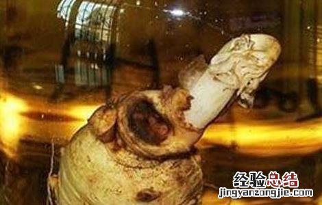 三七泡酒的功效与作用 西洋参三七泡酒的功效与作用