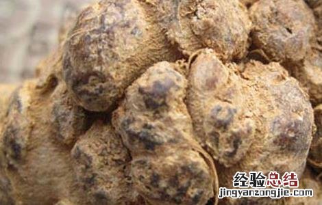 什么人不能吃三七 什么人不能吃三七片