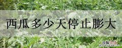 西瓜多少天停止膨大肥 西瓜多少天停止膨大